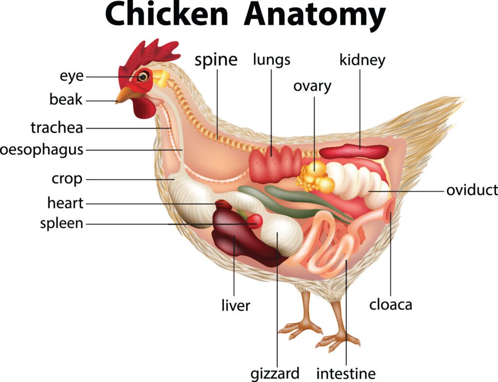 An anatomy chart of a chicken.
